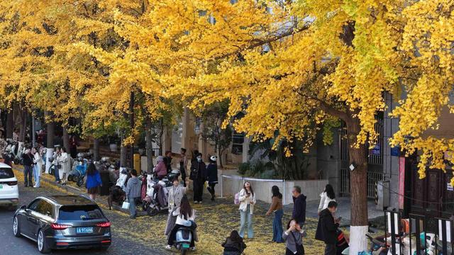 太出片了！昆明文林街变身浪漫银杏大道