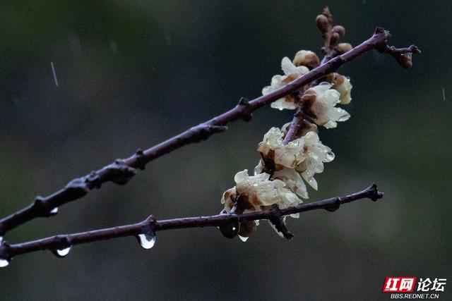 组图丨大寒日，去株洲文化园收集春天的预告片