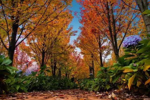 昆明迎来最美赏枫季 打卡攻略奉上