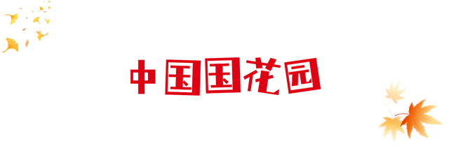 报告！洛阳这里的乌桕红了！