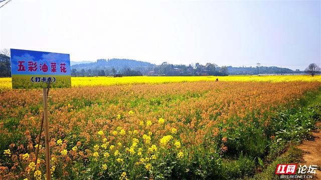 【赴春之约】株洲人不必远行！渌口洪塘，送你一个顶配版春天