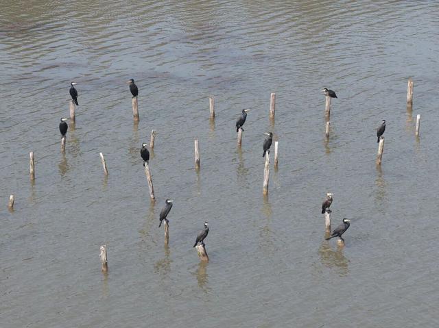 这些“崇明居民”，回家了！