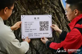 乌鲁木齐：百年古树有了“身份证” 每棵树都有故事图片