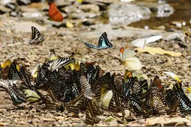 从蝴蝶看云南生物多样性保护图片