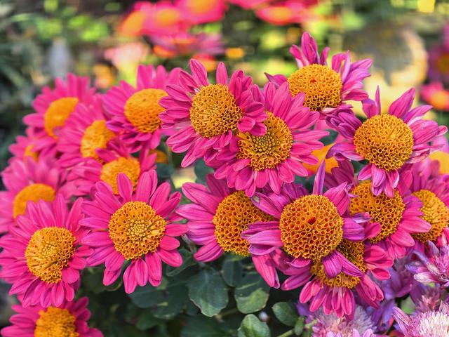 肆意怒放的花，是秋日田野间最热烈的诗