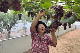 果子熟了！宜宾翠屏特色果类带动增产致富图片