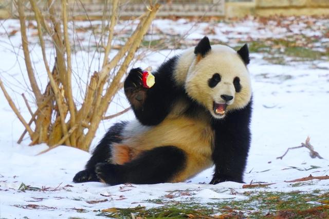 世界微笑日丨那些“天生爱笑”的萌物们