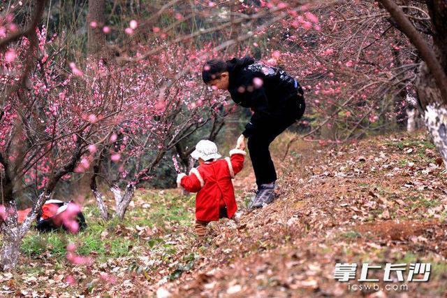 梅茶竞艳鸟翩跹，省植物园邀你共赴冬日限定之约丨组图