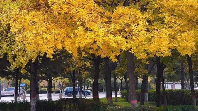 神木滨河新区秋色如画 邂逅诗意生态美景