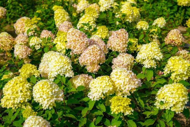 美爆了！延庆这儿的“花海”可以带回家——