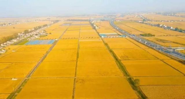 美哭！扬州稻田绝美秋景别错过～