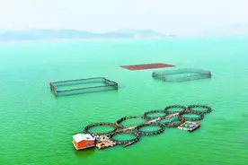 拟穴青蟹育苗技术取得突破，宁波海洋育种再迈一步 海洋大市，擦亮现代渔业“芯片”图片