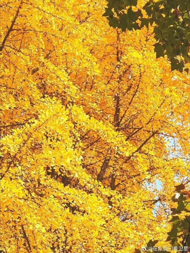 “西红柿炒蛋树”排队？快来秦淮开启“金黄时刻”！