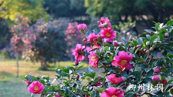 柳州市雀儿山公园茶梅盛放