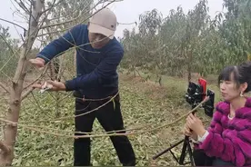 20万人直播间学习种植知识！鹰城果树大王培育果树苗畅销全国图片