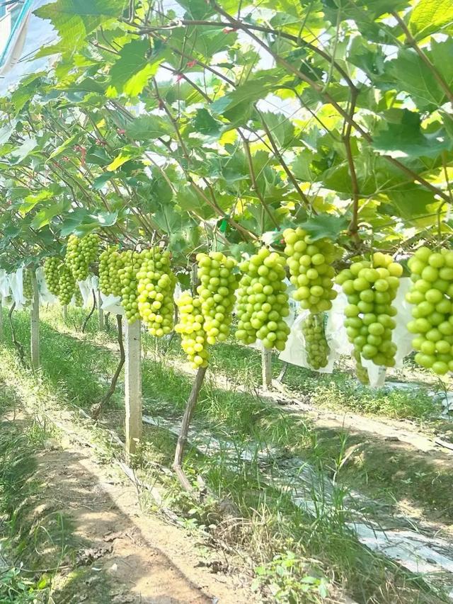 门票免费送！0元摘果！暑期“里”游必打卡→