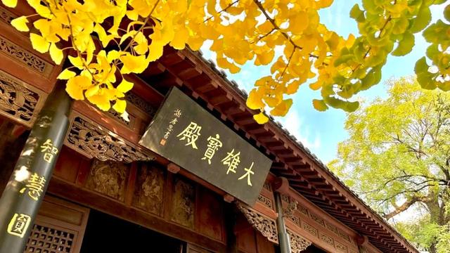 周末走起！济南有处“私藏秘境”：二重金色，千年之约！古银杏树+古刹，美出静谧诗意~~