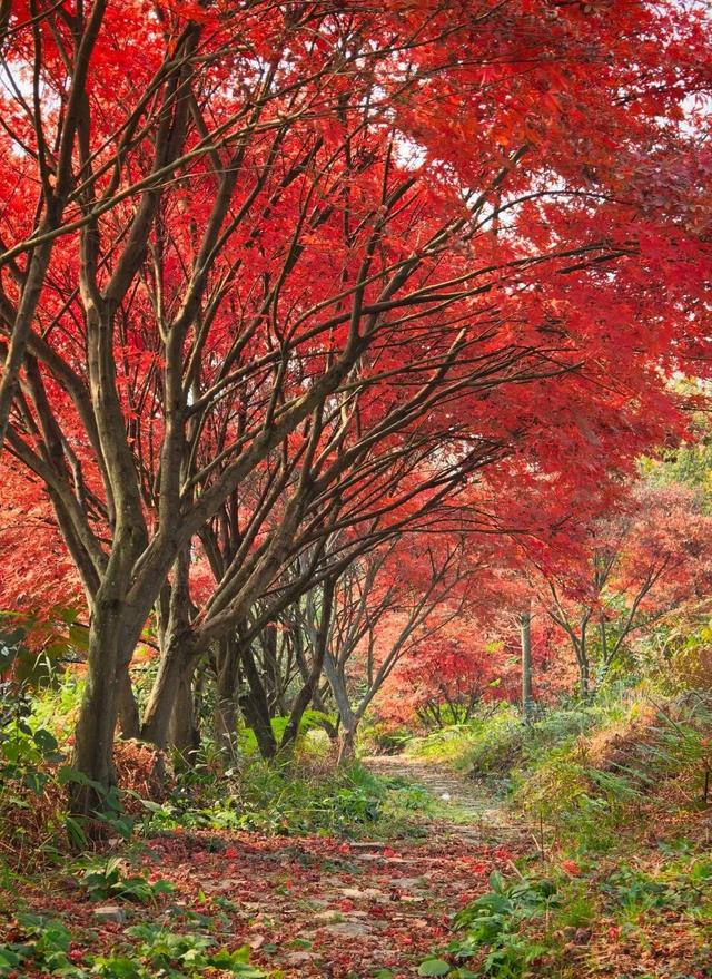 重庆秋色“天花板”火了！最快1小时飚拢！