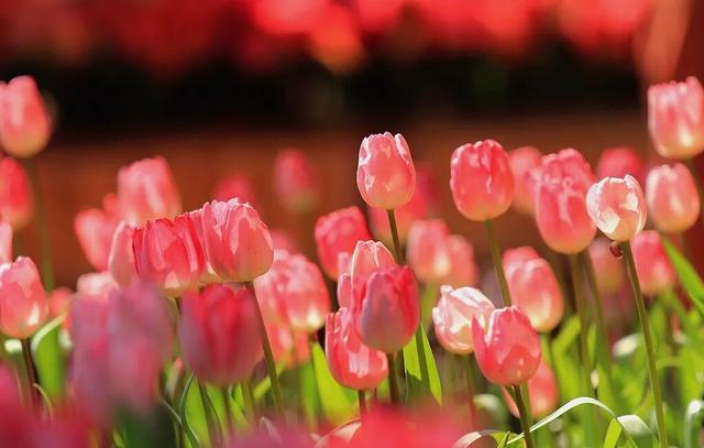 快码住！河南春日赏花地图来啦→