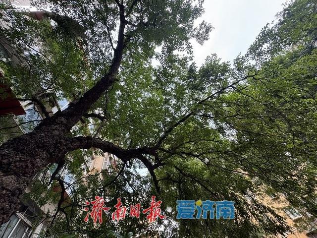 一年四季 泉在济南丨三百年枣树迎金秋 硕果累累添风情
