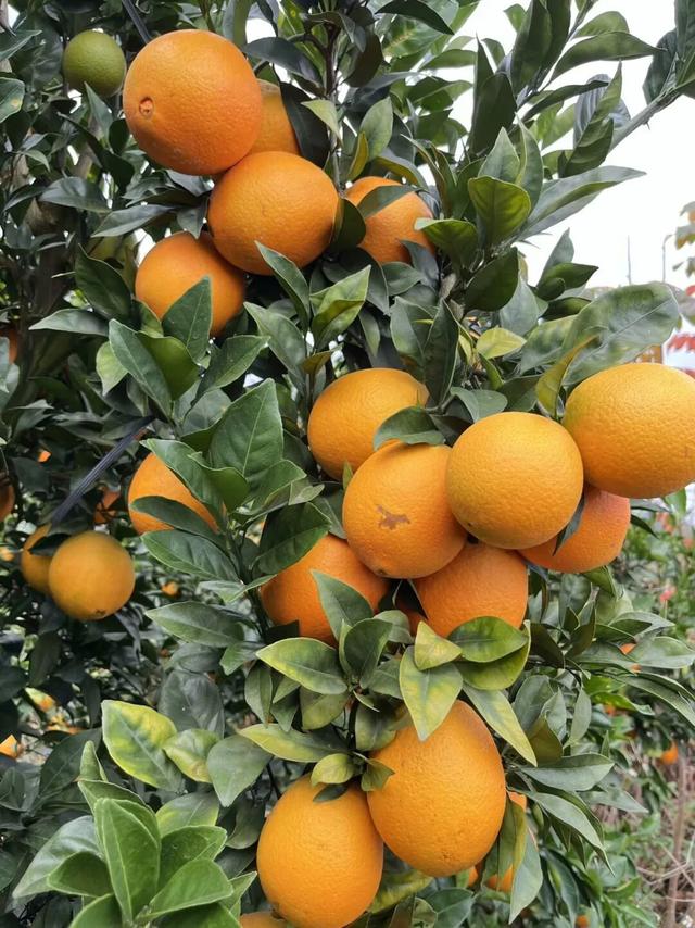 摘甜橙、赏红枫……龙岩初冬玩法上新