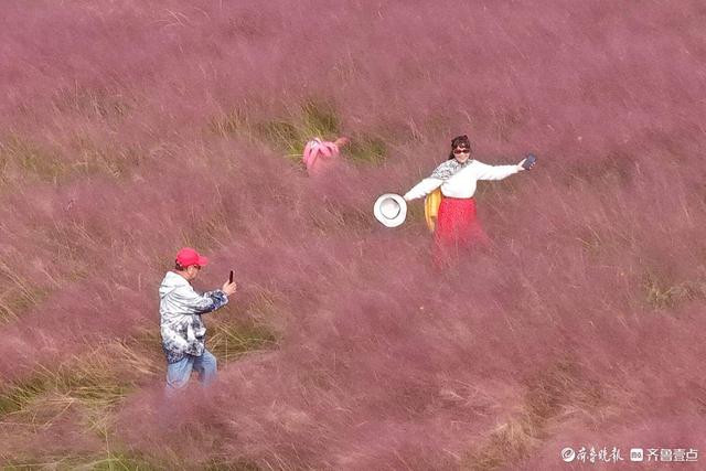 济南东站龙脊河畔，粉黛乱子草花海受热捧