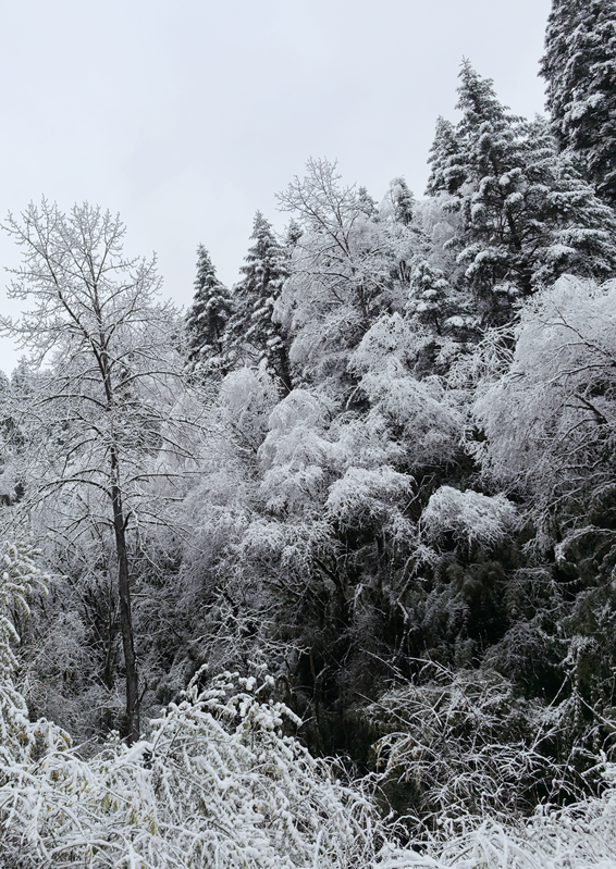 青睐绵阳 ‖ 彩林未尽，大雪已至！初冬的平武美成水墨画卷~