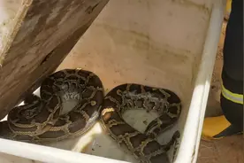 广东一地现3米长70斤巨蟒，吐出一只30斤整羊图片