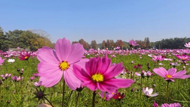 千万粉丝博主打卡中山花海：好美！