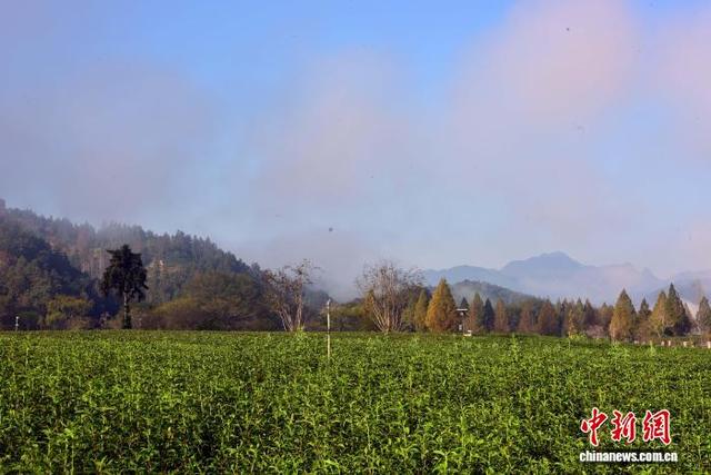 武夷山茶园冬日景致迷人