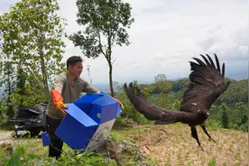 猛禽救护成功率达86%！德宏州创新分段式救护成效显著图片