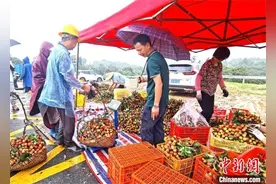 广州增城早熟荔枝“三月红”大量上市图片