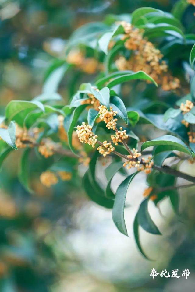 开了开了！奉化的秋天，真࿐香࿐啊࿐