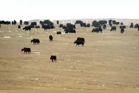 三江源国家公园现野牦牛大种群图片