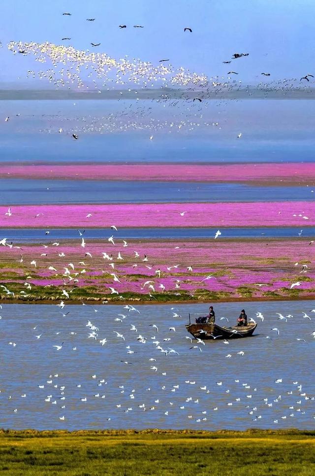 冬季到江西来观鸟，方知王勃诚不欺我！