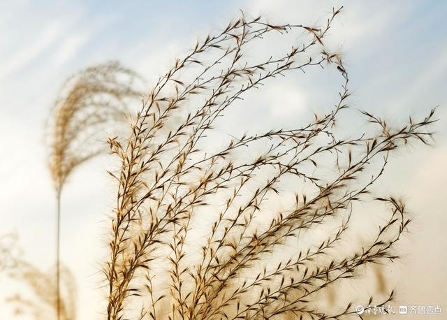 沂河岸边荻花开，如诗如画随风摆
