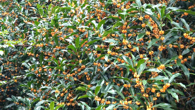 太美！太香！闽清这里的桂花开了！快来邂逅这场金色浪漫——