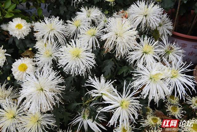 岁暖时刻丨“星城醉菊”正当时：岳麓山菊花展惊艳绽放，一眼入画！