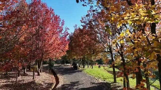 石林万家欢蓝莓庄园“枫”景正好