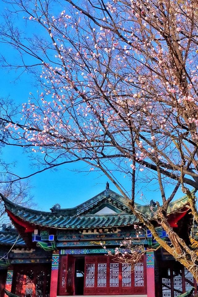 冬樱花、梅花、郁金香、虞美人......昆明最全赏花攻略请查收