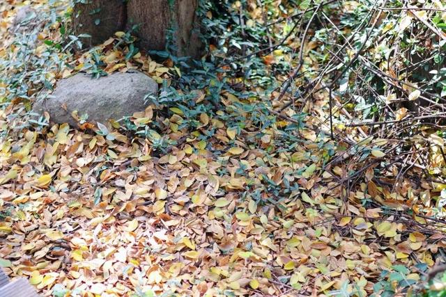 在雨山邂逅暗香苑，寻见一方藏在城市角落的桃花源