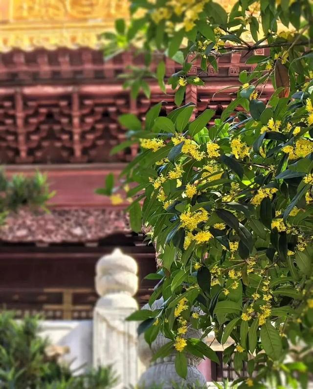 地铁直达！南昌这些赏桂好去处，别错过