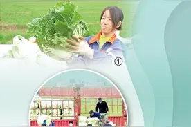 消费者吃上放心菜 好白菜卖出好价钱图片