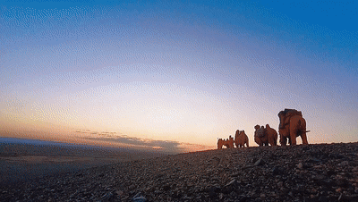 喜迎驼队，致敬新疆！洛阳36家景区免票优惠邀新疆同胞