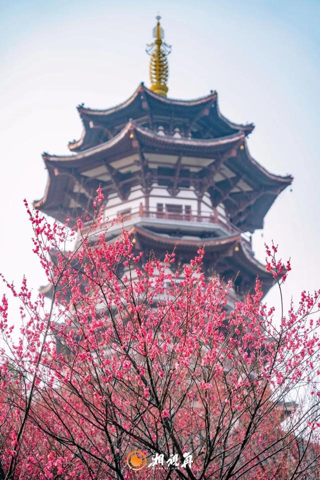 央视用4分钟报道了洋湖的梅花！到底美在哪？