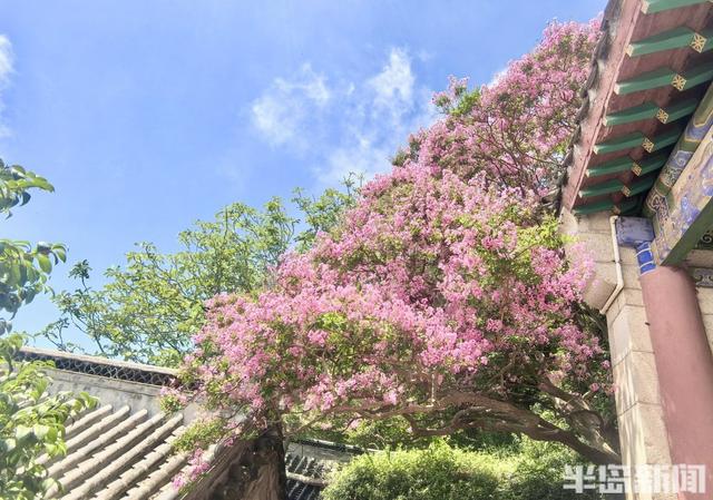 崂山明霞洞百年紫薇盛放，古木繁花绘就盛夏画卷