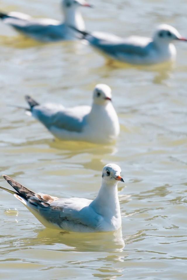 都是小众打卡点！在这些地方看海鸥，景美鸥多还诗意满满~