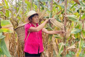 鹤峰走马：玉米喜丰收 农户采收忙图片