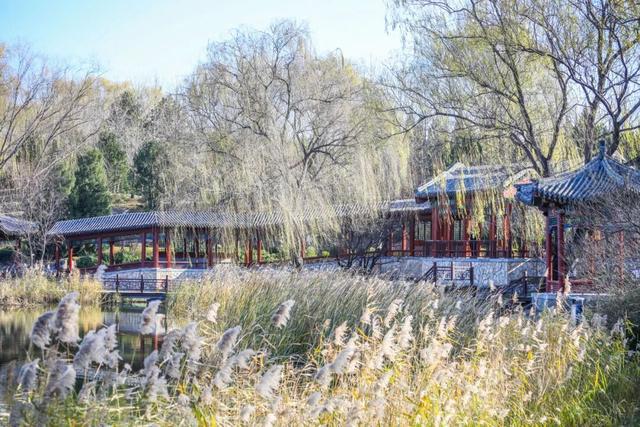 晴天赏“雪”！北坞公园又出片了