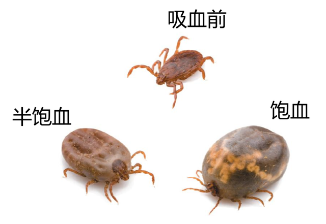 被这种小虫子叮咬后又吃了牛肉汉堡，47 岁飞行员竟因此突然死亡